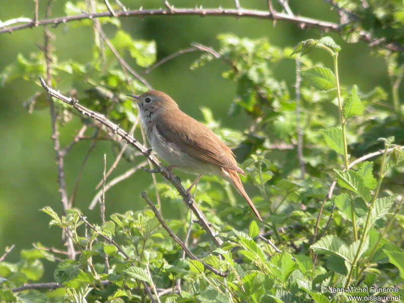 Common Nightingale