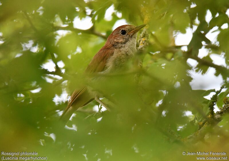 Common Nightingale