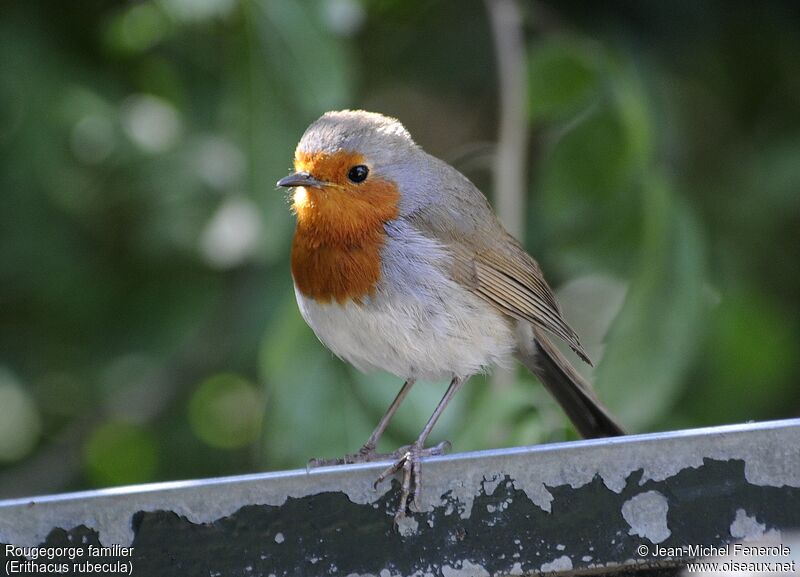 European Robin