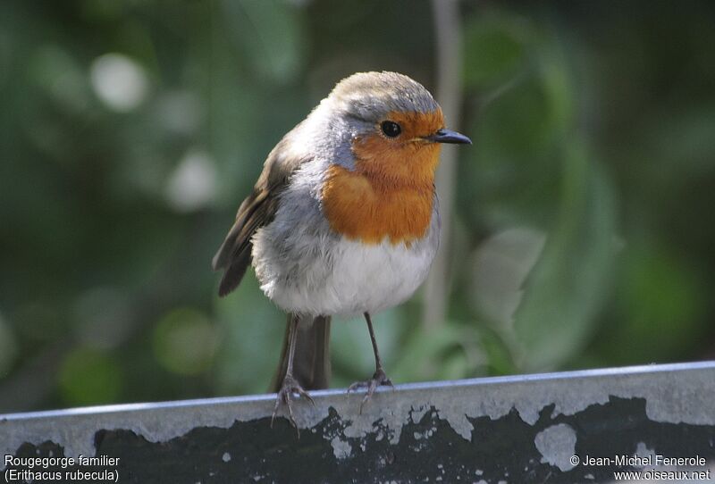 European Robin