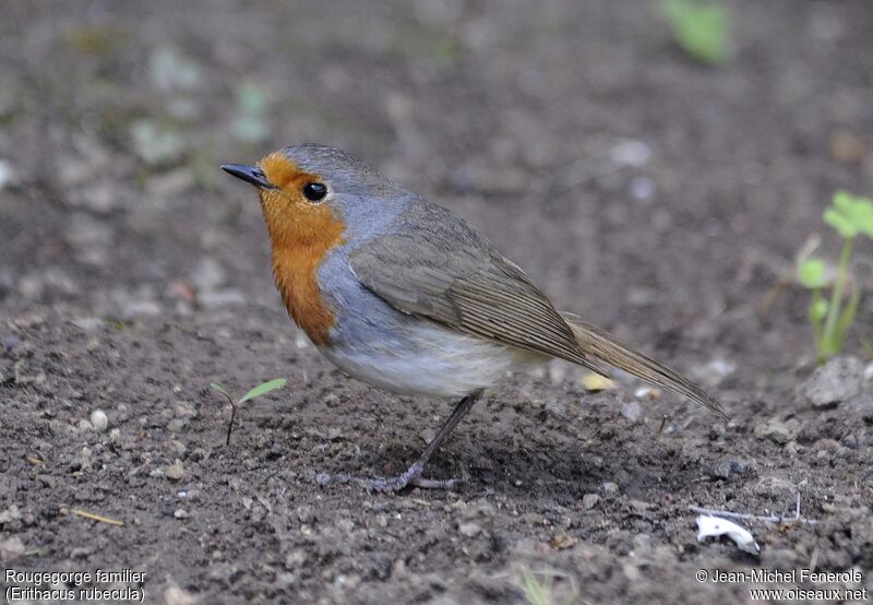 European Robin