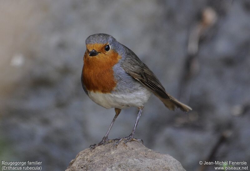 European Robin