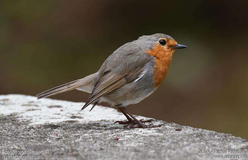 European Robin