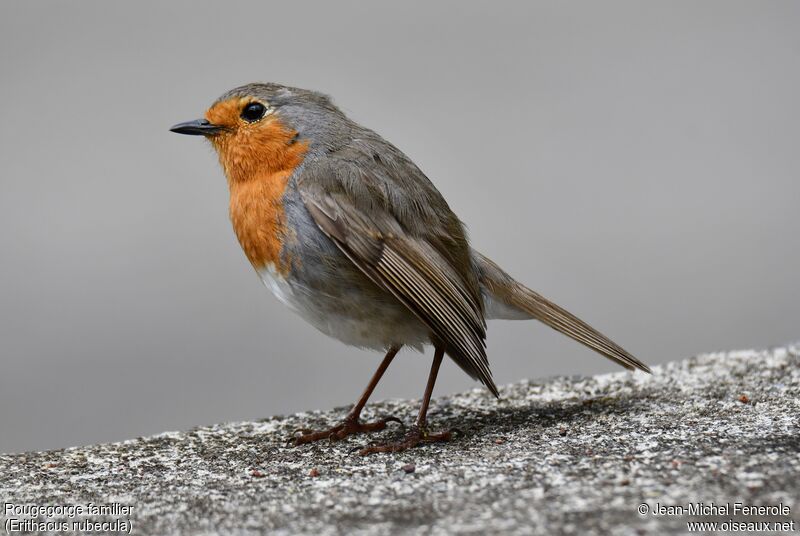 European Robin