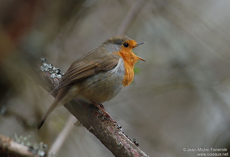 European Robin