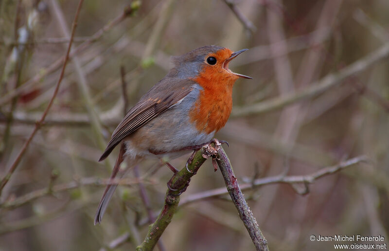 European Robin