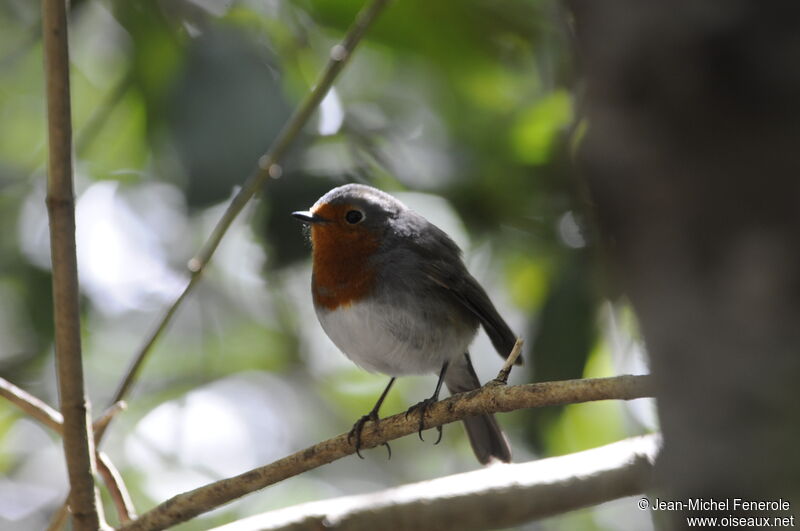 Rougegorge familier