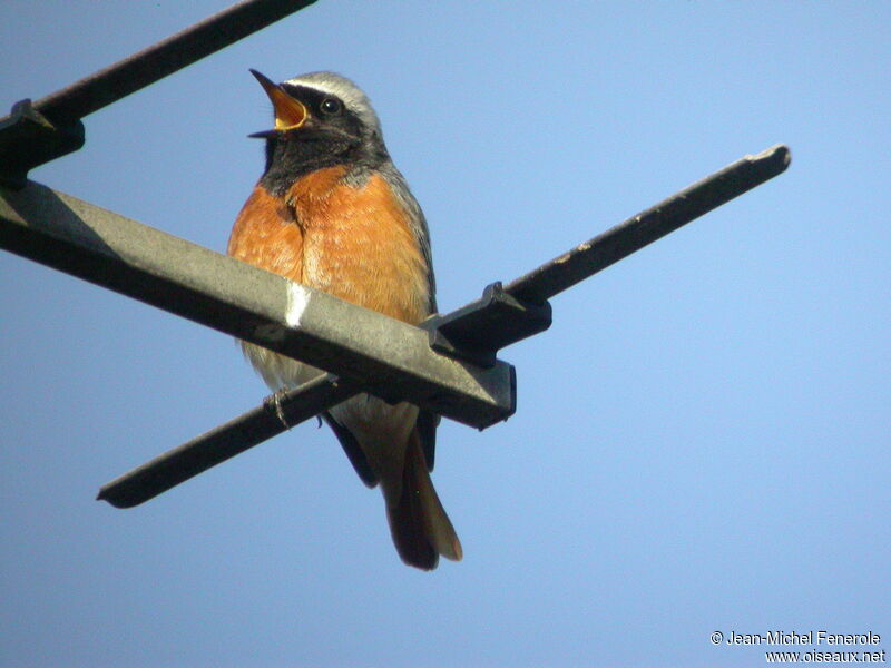 Common Redstart