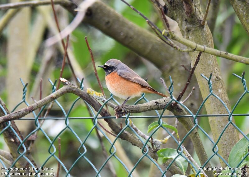 Common Redstart