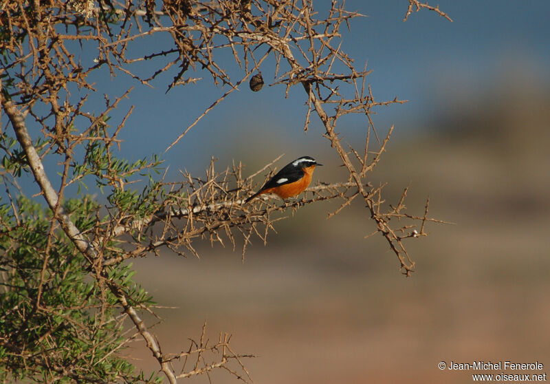 Moussier's Redstart male adult