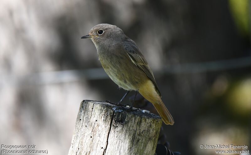 Black Redstart