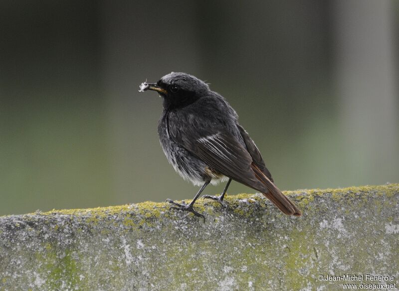 Black Redstart