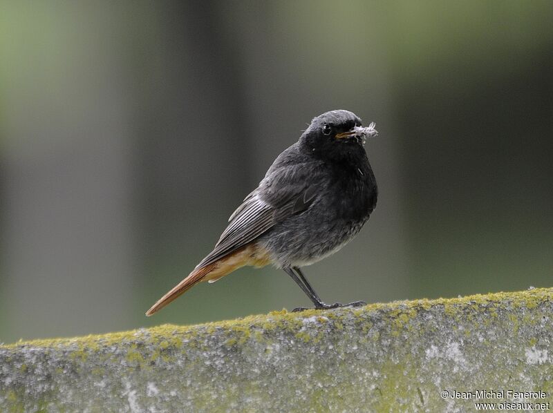 Black Redstart