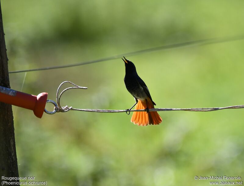 Black Redstart, Behaviour