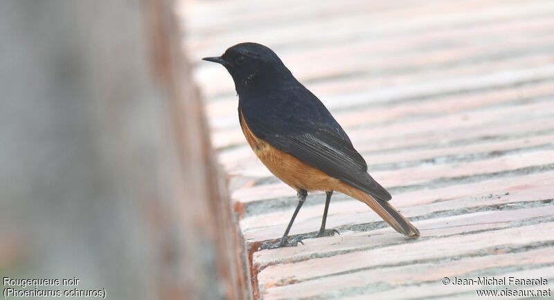 Black Redstart