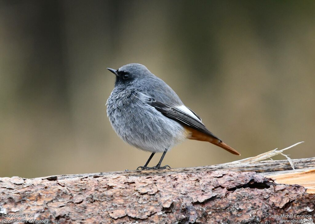 Black Redstart