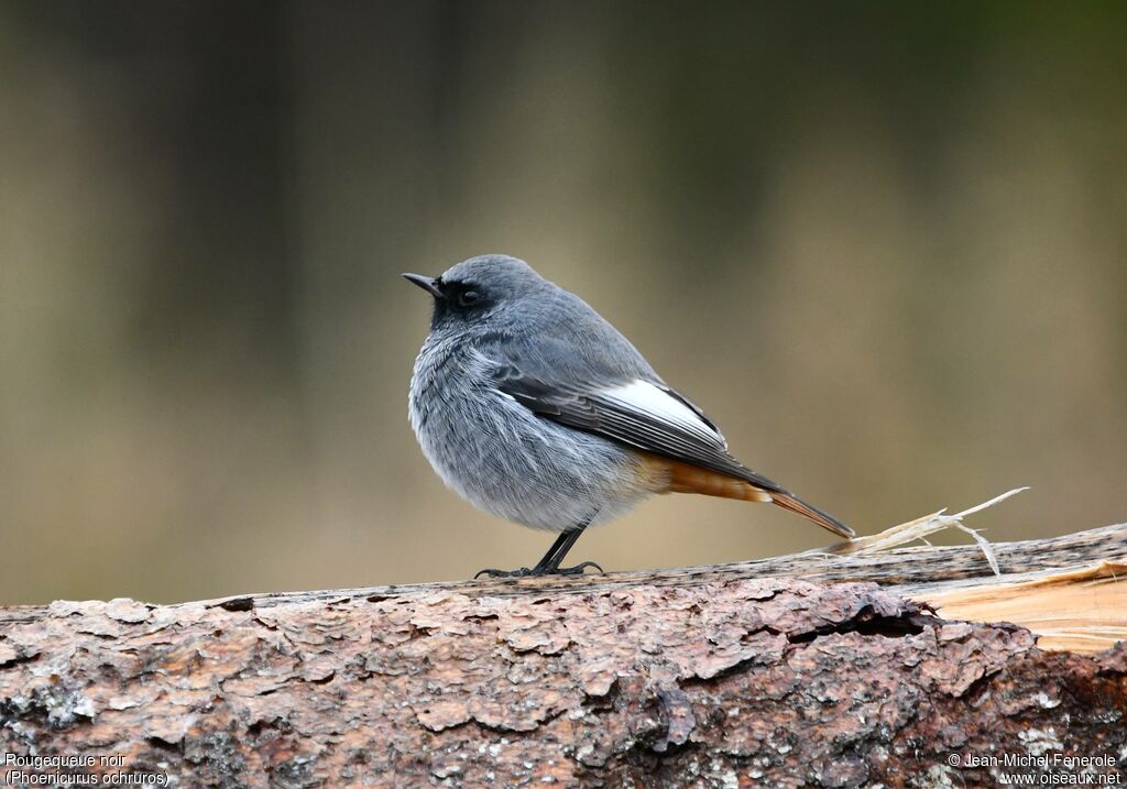 Black Redstart
