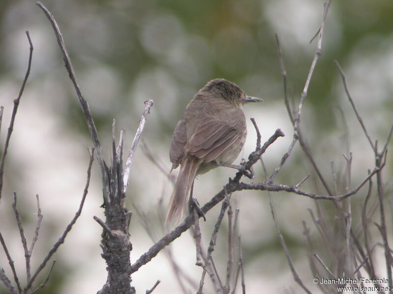 Madagascar Swamp Warbleradult