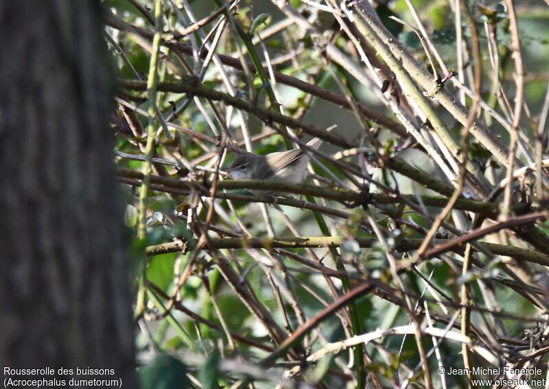 Blyth's Reed Warbler