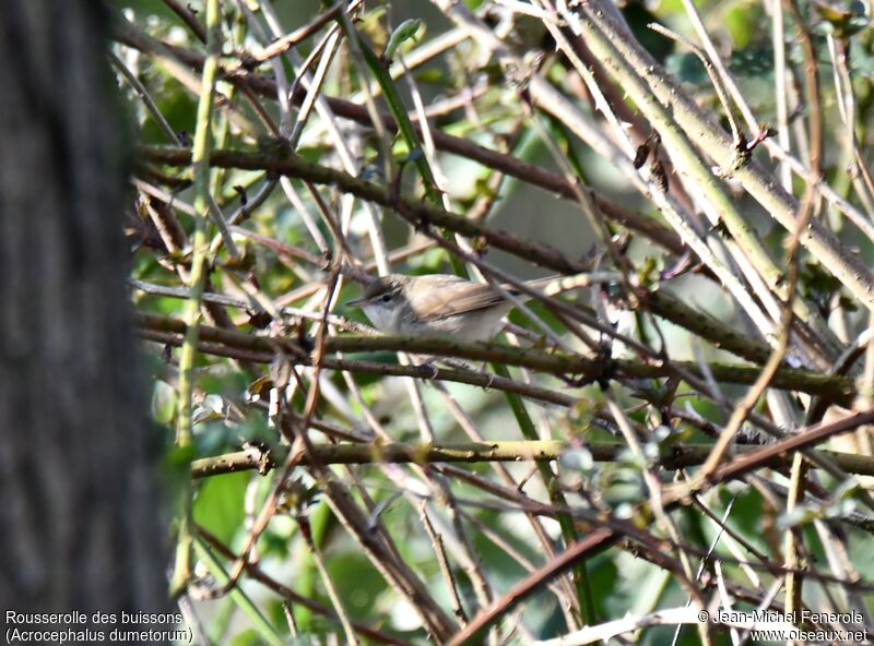 Blyth's Reed Warbler