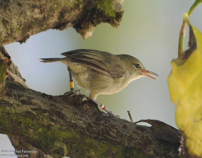 Seychelles Warbler, pigmentation, Behaviour