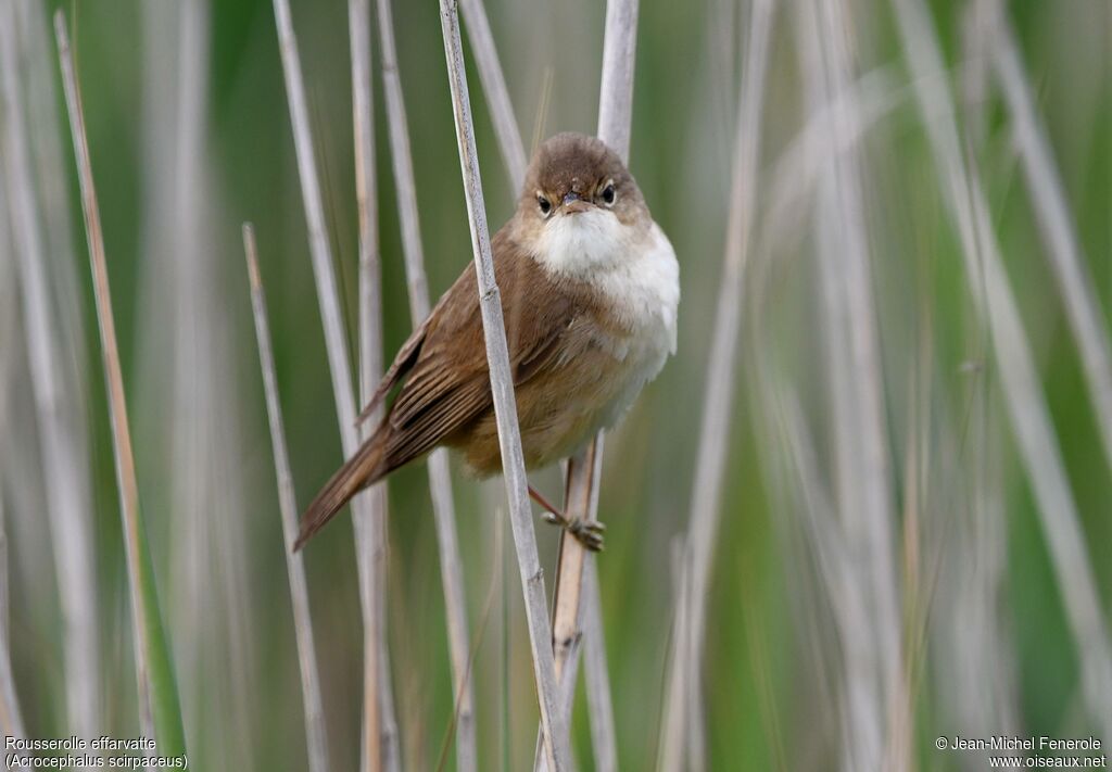 Common Reed Warbler