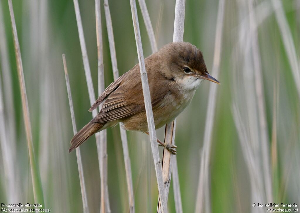 Common Reed Warbler