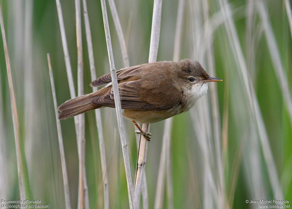 Common Reed Warbler