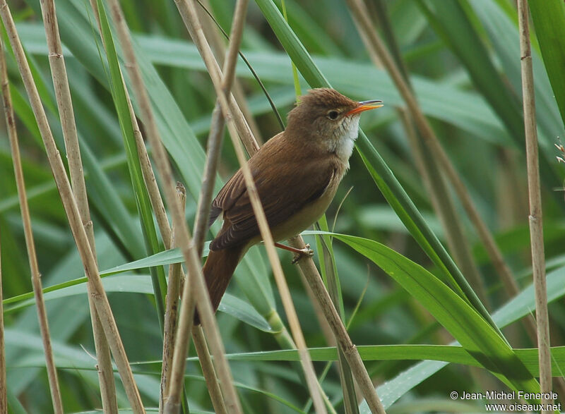 Marsh Warbler male adult breeding