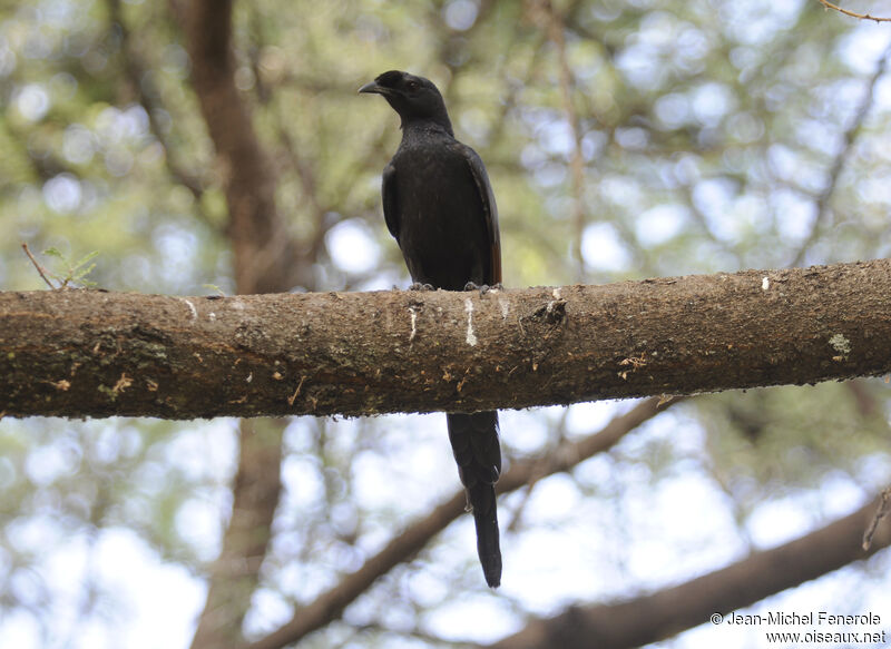 Bristle-crowned Starling