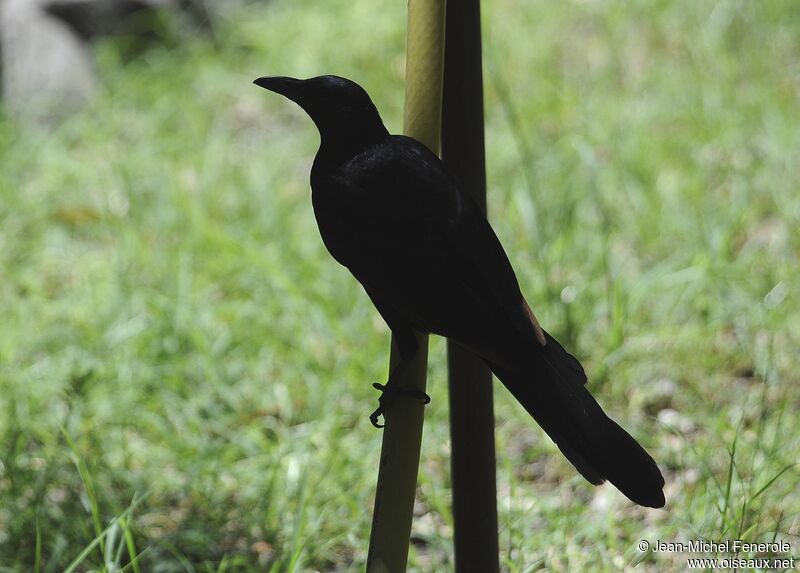 Red-winged Starling