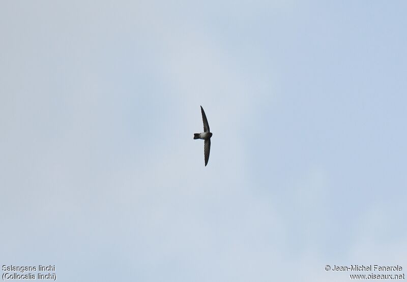 Cave Swiftlet