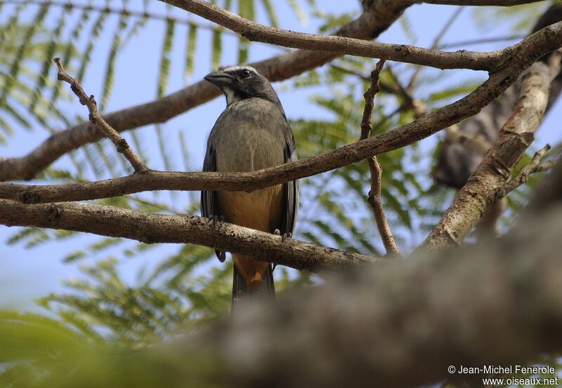 Black-headed Saltator