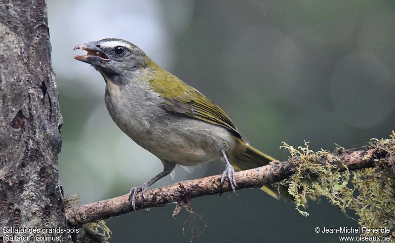 Saltator des grands-bois