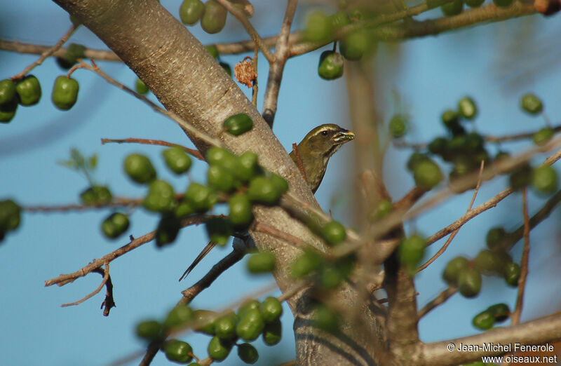 Lesser Antillean Saltator