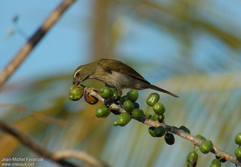 Lesser Antillean Saltatoradult, feeding habits