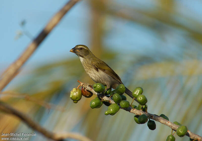 Saltator gros-becadulte, identification