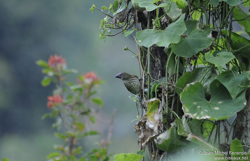 Streaked Saltator