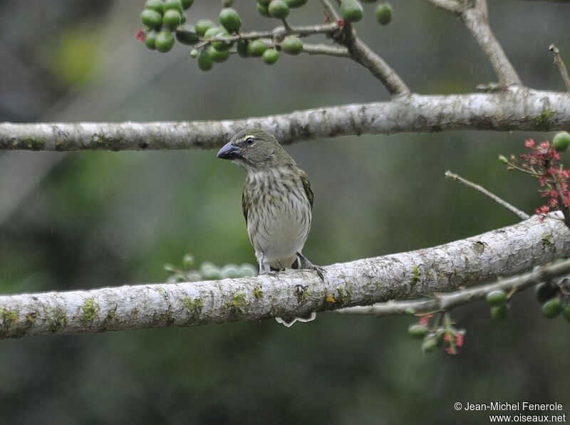 Streaked Saltator