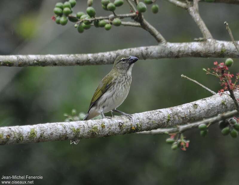 Streaked Saltatoradult, identification