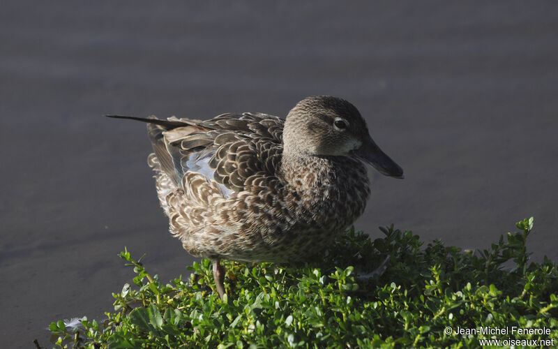 Blue-winged Teal female adult