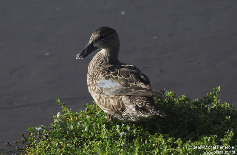 Sarcelle à ailes bleues femelle adulte