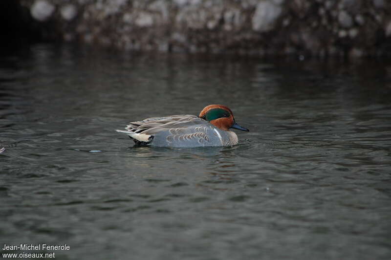 Green-winged Teal male subadult, identification