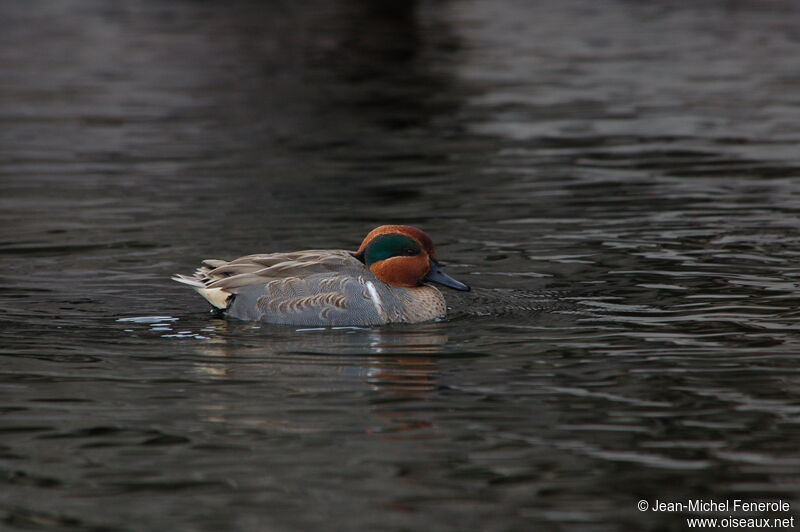 Green-winged Teal male adult breeding