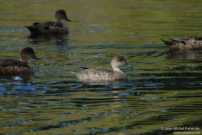 Grey Teal