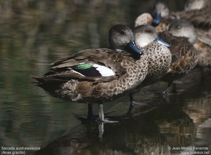 Grey Teal