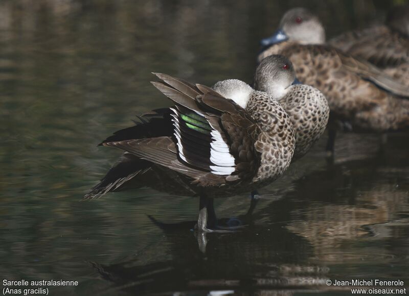 Grey Teal