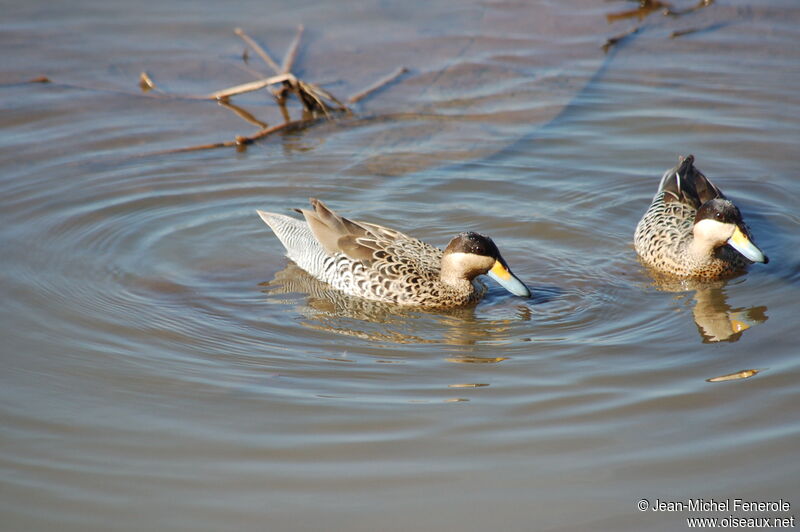 Silver Teal