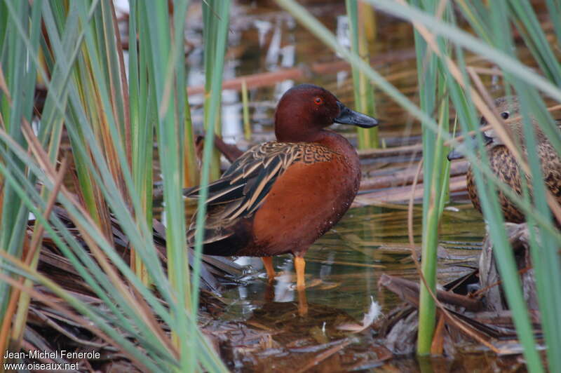 Cinnamon Teal male adult