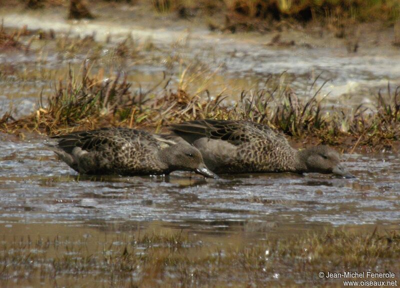 Andean Teal